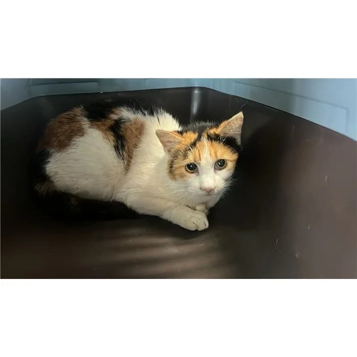 Matricola: 2026/0581, tricolore female European Shorthair for adoption at Canile della Muratella, Rome