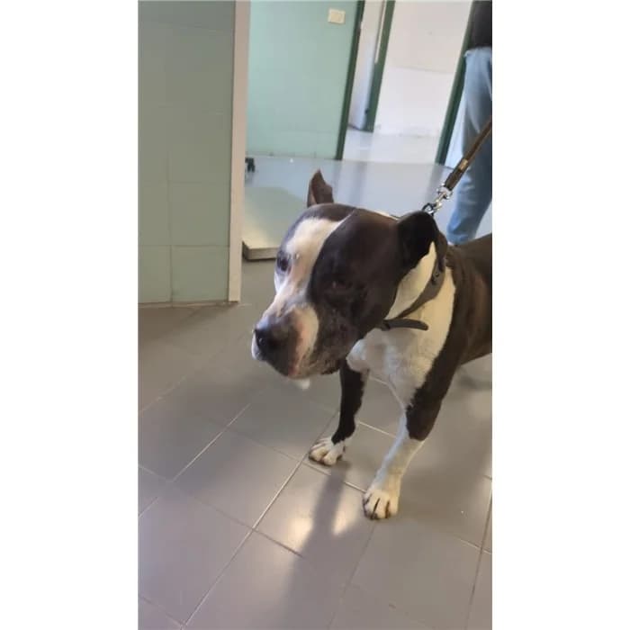 Maduo, Nero Bianco male Pit Bull Terrier for adoption at Canile della Muratella, Rome