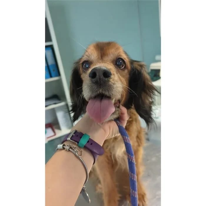 Cicco, marrone focato female mixed breed for adoption at Canile della Muratella, Rome