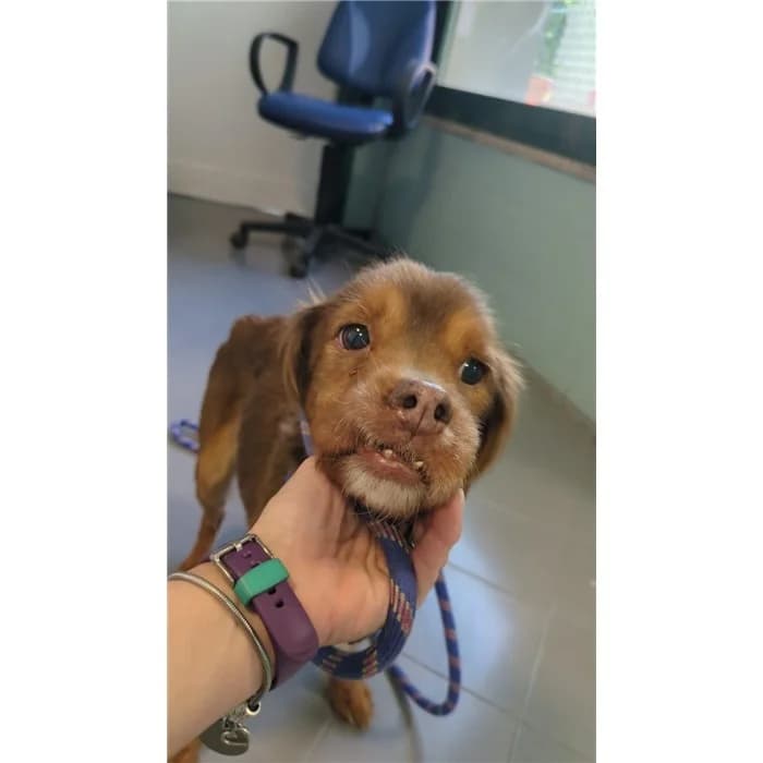 Maduo, marrone focato female Cocker Spaniel for adoption at Canile della Muratella, Rome
