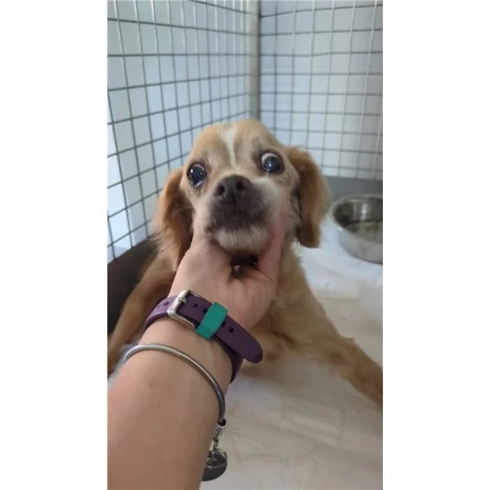 Maduo, Bianco female mixed breed for adoption at Canile della Muratella, Rome