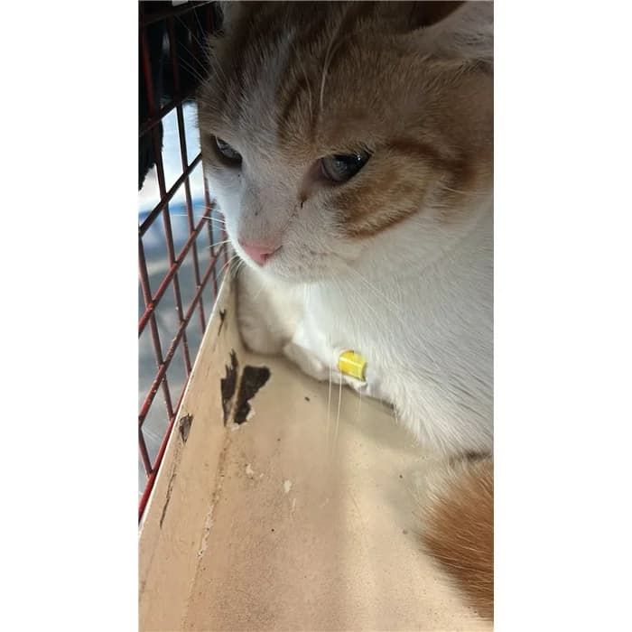 Matricola: 2026/0618, bianco rosso male young European Shorthair for adoption at Canile della Muratella, Rome