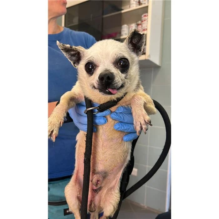 Martino, Bianco Nero male senior Chihuahua for adoption at Canile della Muratella, Rome