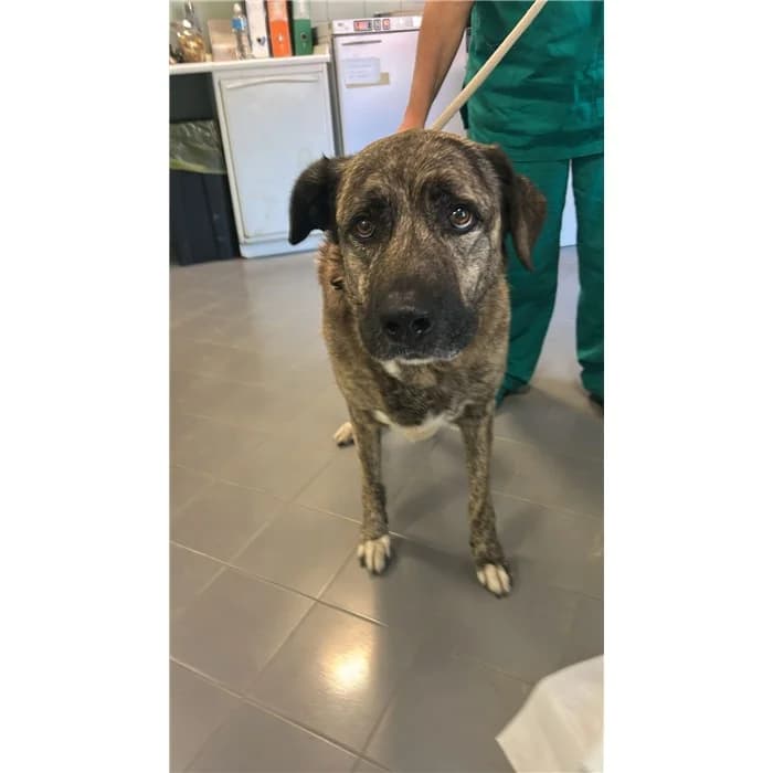 Martino, tigrato bianco male mixed breed for adoption at Canile della Muratella, Rome