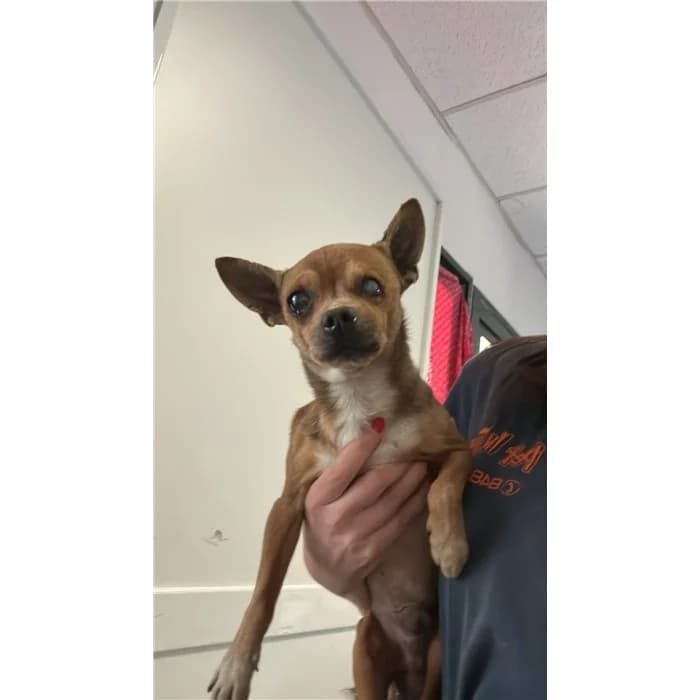 Martino, marrone male senior Chihuahua for adoption at Canile della Muratella, Rome