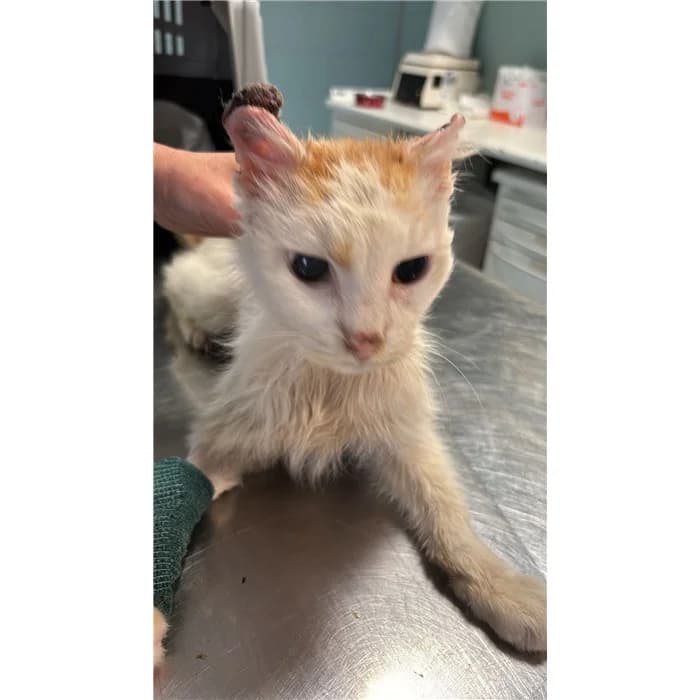 Matricola: 2026/0705, bianco arancio male senior European Shorthair for adoption at Canile della Muratella, Rome