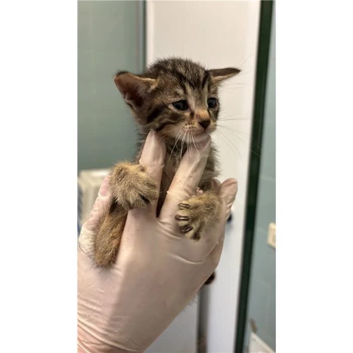 Matricola: 2026/0697, Tigrato male puppy European Shorthair for adoption at Canile della Muratella, Rome