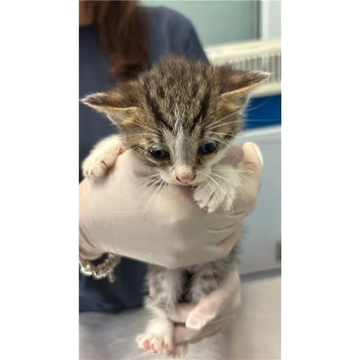 Matricola: 2026/0636, tigrato bianco male European Shorthair for adoption at Canile della Muratella, Rome