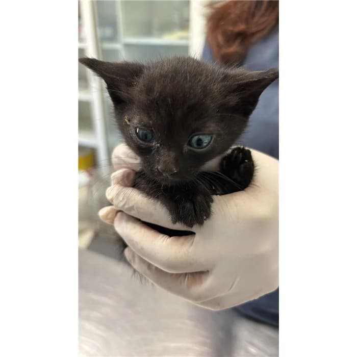 Matricola: 2026/0636, Nero male European Shorthair for adoption at Canile della Muratella, Rome