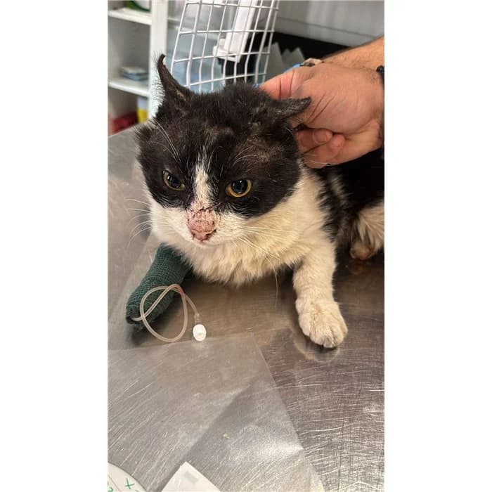 Matricola: 2026/0636, Bianco Nero male European Shorthair for adoption at Canile della Muratella, Rome