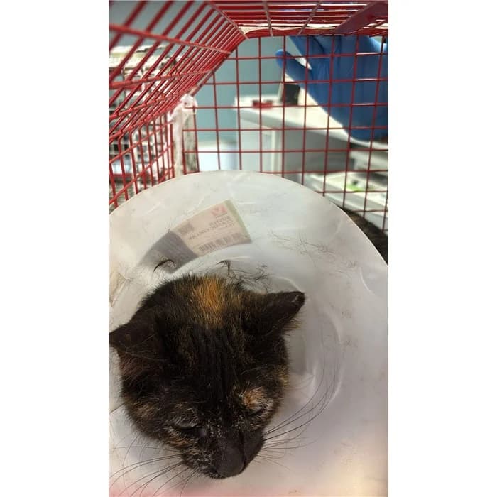 Matricola: 2026/0636, tartaruga female European Shorthair for adoption at Canile della Muratella, Rome