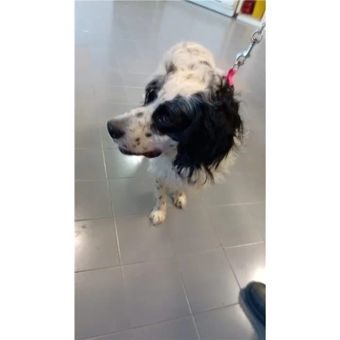 Cicco, Bianco Nero male 6yo English Setter for adoption at Canile della Muratella, Rome