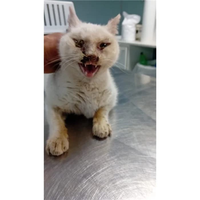 Matricola: 2026/0635, Bianco female senior European Shorthair for adoption at Canile della Muratella, Rome