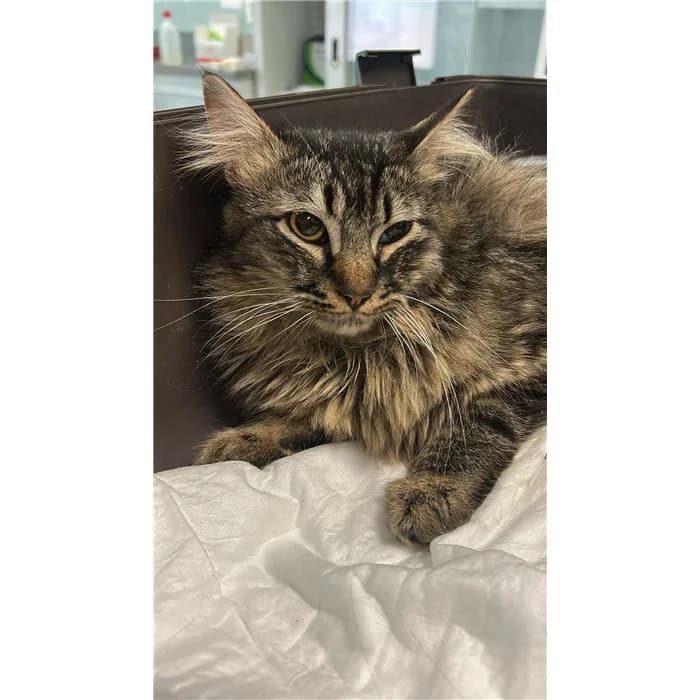 Matricola: 2026/0645, tigrato grigio male European Shorthair for adoption at Canile della Muratella, Rome