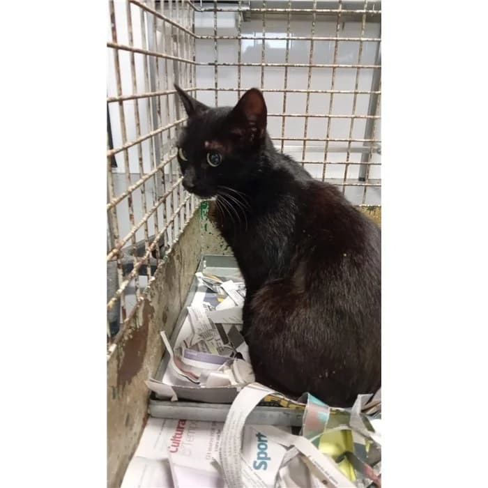 Matricola: 2026/0650, Nero male young European Shorthair for adoption at Canile della Muratella, Rome