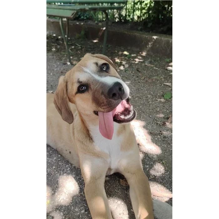 Billy, Beige bianco female puppy mixed breed for adoption at Canile della Muratella, Rome