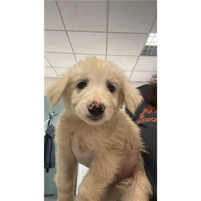 Kumi, Bianco female puppy mixed breed for adoption at Canile della Muratella, Rome