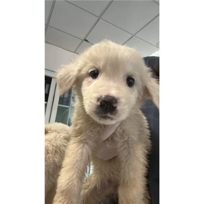 Kumi, Bianco male puppy mixed breed for adoption at Canile della Muratella, Rome