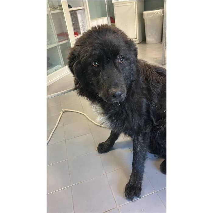 Ombra, Nero male young mixed breed for adoption at Canile della Muratella, Rome