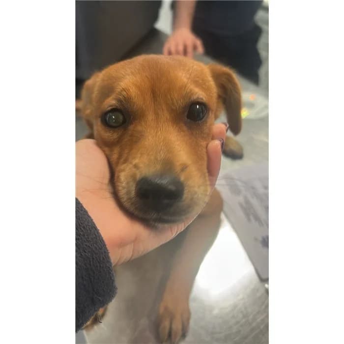 Sem, Marrone female puppy mixed breed for adoption at Canile della Muratella, Rome
