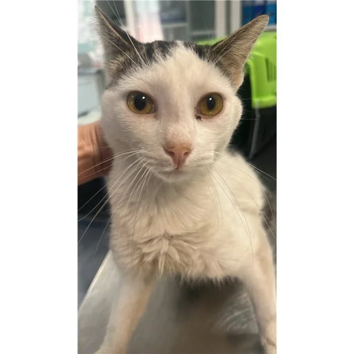 Matricola: 2026/0594, grigio tigrato male puppy European Shorthair for adoption at Canile della Muratella, Rome