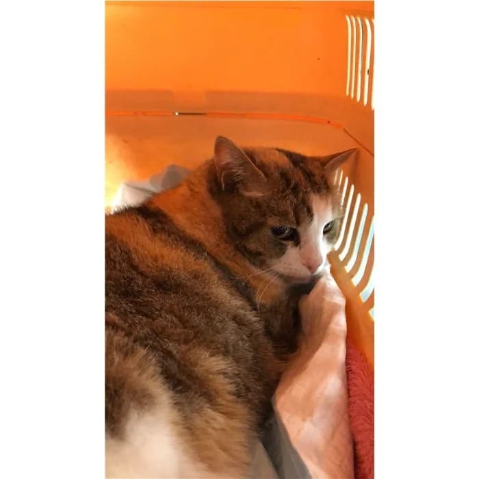 Matricola: 2026/0594, tricolore female senior European Shorthair for adoption at Canile della Muratella, Rome