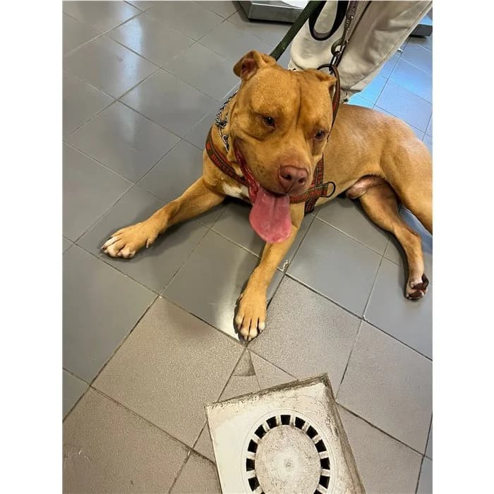 Chula, Fulvo male 5yo Pit Bull Terrier for adoption at Canile della Muratella, Rome