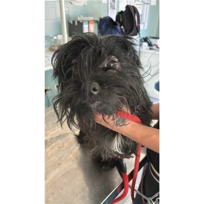 Chula, Nero female young mixed breed for adoption at Canile della Muratella, Rome