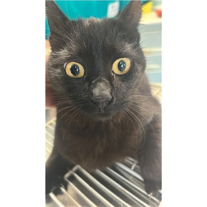 Matricola: 2026/0883, Nero female young European Shorthair for adoption at Canile della Muratella, Rome