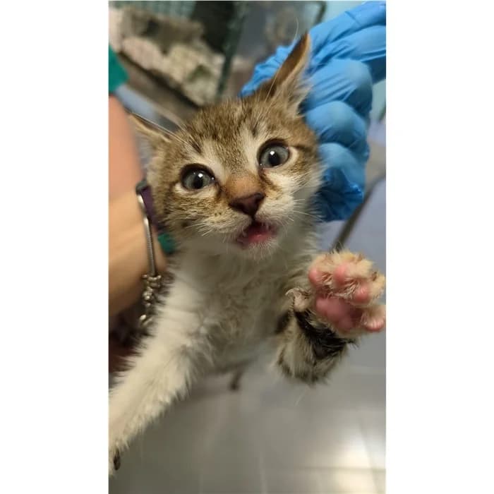 Matricola: 2026/0594, Tigrato bianco male puppy European Shorthair for adoption at Canile della Muratella, Rome
