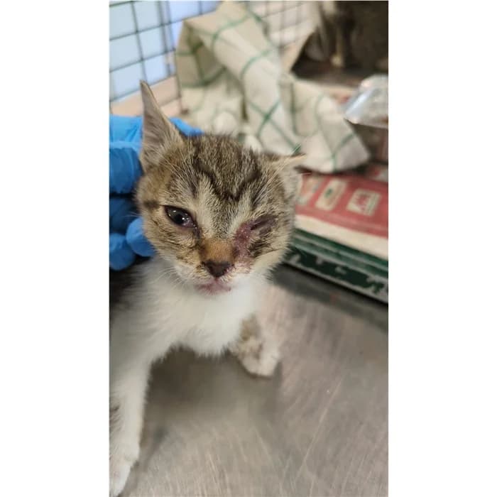 Matricola: 2026/0594, Tigrato bianco female puppy European Shorthair for adoption at Canile della Muratella, Rome