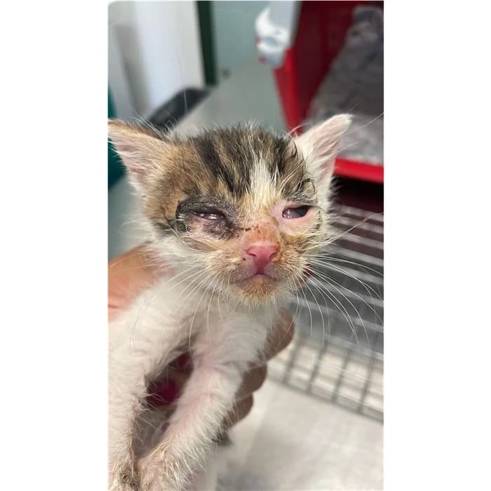 Matricola: 2026/0921, bianco tigrato male puppy European Shorthair for adoption at Canile della Muratella, Rome
