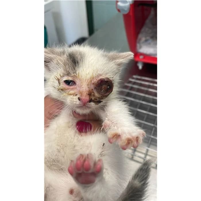 Matricola: 2026/0921, bianco tigrato male puppy European Shorthair for adoption at Canile della Muratella, Rome