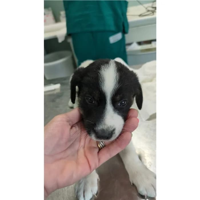 Matricola: 2026/0844, Bianco Nero female puppy mixed breed for adoption at Canile della Muratella, Rome