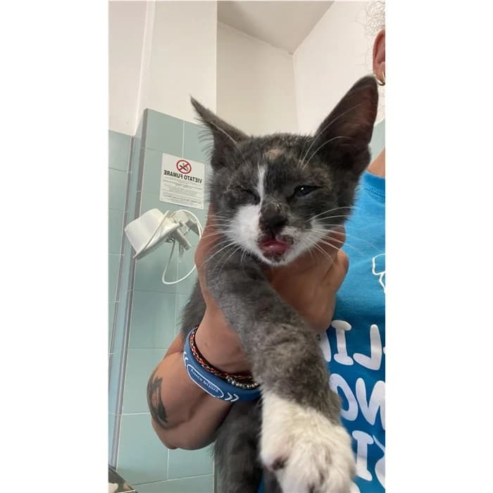 Matricola: 2026/0921, bianco grigio male puppy European Shorthair for adoption at Canile della Muratella, Rome