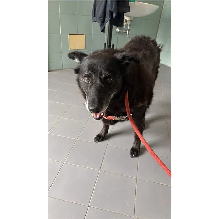 Churro, Nero female 7yo mixed breed for adoption at Canile della Muratella, Rome