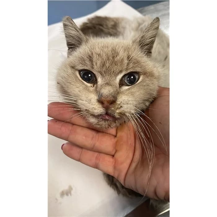 Matricola: 2026/0906, Beige female senior European Shorthair for adoption at Canile della Muratella, Rome