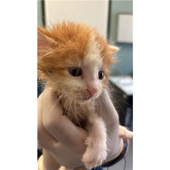 Matricola: 2026/0906, bianco arancio male puppy European Shorthair for adoption at Canile della Muratella, Rome