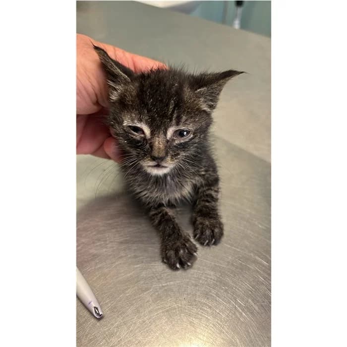 Matricola: 2026/0906, Tigrato male puppy European Shorthair for adoption at Canile della Muratella, Rome
