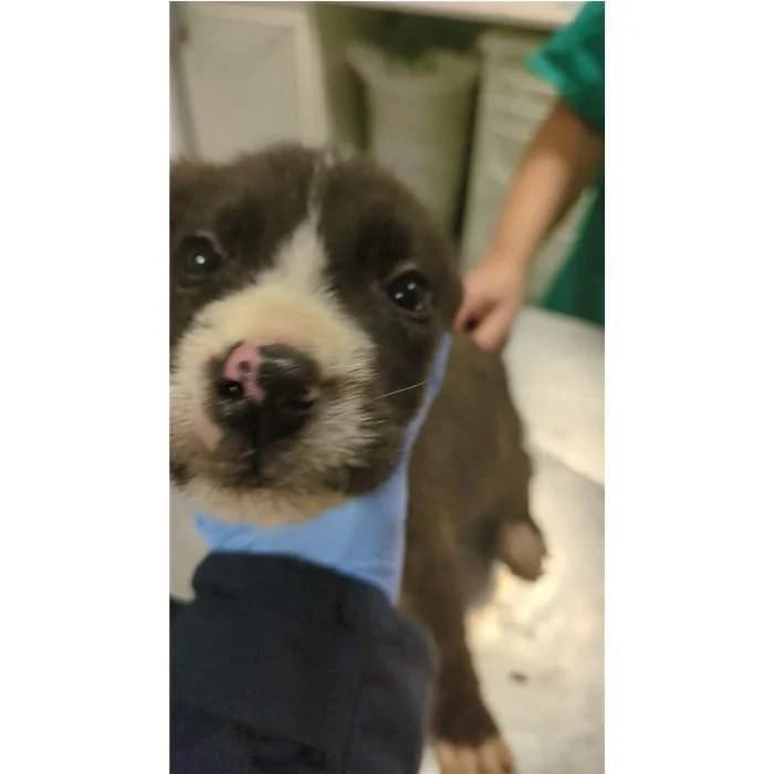 Morris, Nero Bianco male puppy mixed breed for adoption at Canile della Muratella, Rome