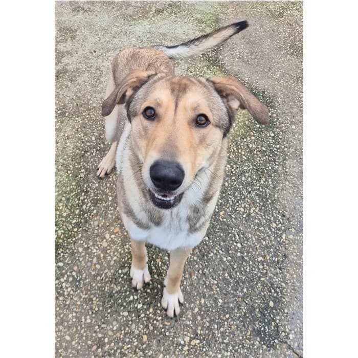 Gemma, Nero Focato male young mixed breed for adoption at Canile della Muratella, Rome