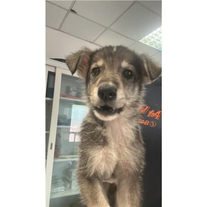 Churro, fulvo focato female puppy mixed breed for adoption at Canile della Muratella, Rome