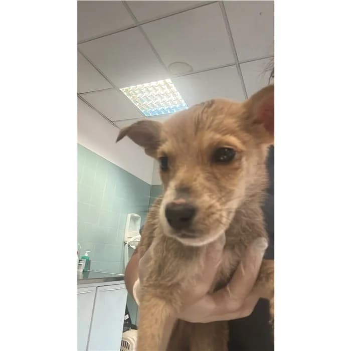 Churro, fulvo grigio male puppy mixed breed for adoption at Canile della Muratella, Rome