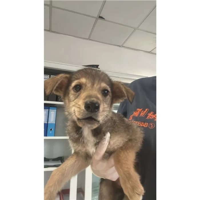 Churro, grigio focato male puppy mixed breed for adoption at Canile della Muratella, Rome