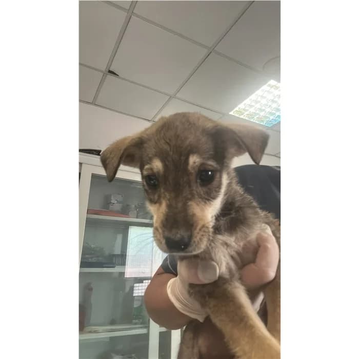 Churro, Nero Focato male puppy mixed breed for adoption at Canile della Muratella, Rome