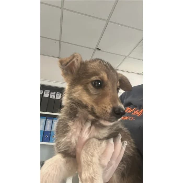 Churro, Nero Focato male puppy mixed breed for adoption at Canile della Muratella, Rome