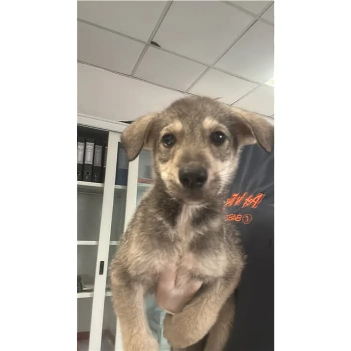 Churro, Nero Focato male puppy mixed breed for adoption at Canile della Muratella, Rome