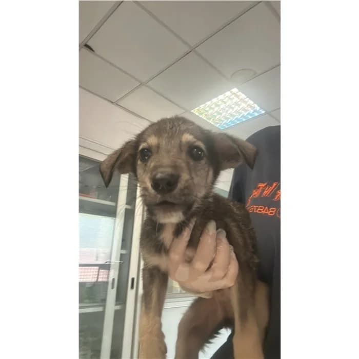 Churro, Nero Focato female puppy mixed breed for adoption at Canile della Muratella, Rome