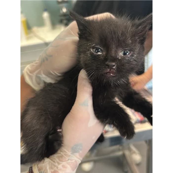 Matricola: 2026/0906, Nero female puppy European Shorthair for adoption at Canile della Muratella, Rome