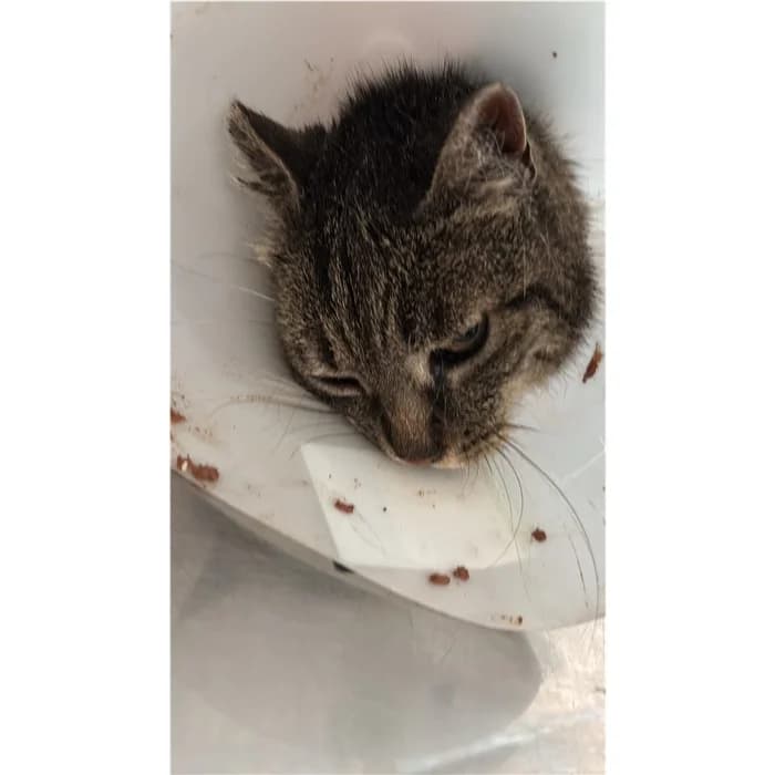Matricola: 2026/0906, Tigrato female 5yo European Shorthair for adoption at Canile della Muratella, Rome